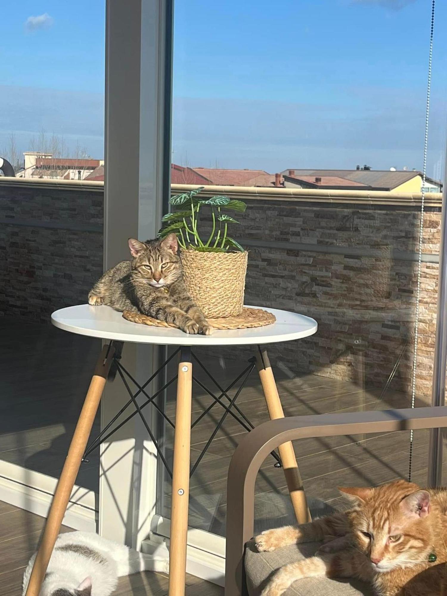 B&B La Terrazza Polifrone Cotronei ภายนอก รูปภาพ